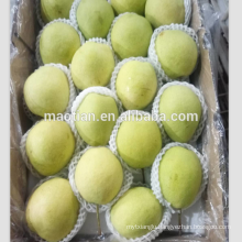 Fresh Shandong Pears